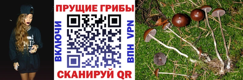 Псилоцибиновые грибы прущие грибы Лобня